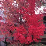 0137a7066d04debb1955e4a3f366afd5fb1141bc42