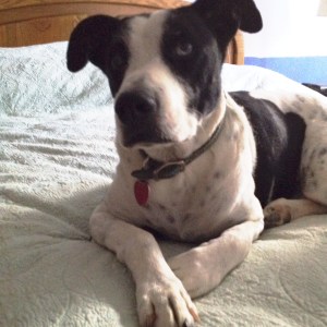 0137ae5c66a4ed634bf1688db2dd209aec218054ff