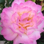 019dc638ff8b3c58c116f92484f7f2e28d40888f7c_00001