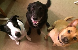 01e3af8a1cac1366e430b3540bc5375f33e0ad3937