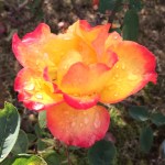 01169de4072528fedbb79938e9a4fd9a68fb5b060a