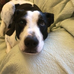 01a77d33646082d63724dfa844c26e05bbbb006372