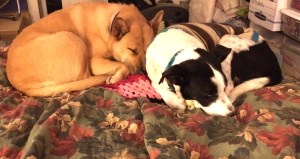 01d51355955992e9441b7a4a28a3f75085aefbae98