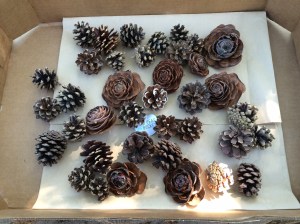 01bc77e47c641fc9473d3b52570bc72d802f3bd21f