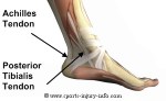 ankle-tendons-medial