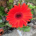 Gerber Daisy