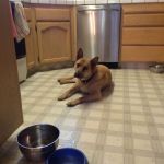 Homemade Dog Biscuit Assistant