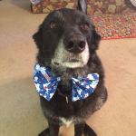 Bow Tie on Mindy